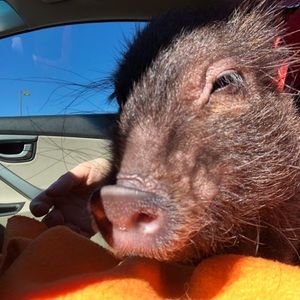 Meet your Posher, Gabrielle